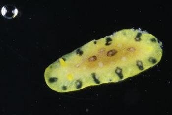 Media type: image;   Malacology 393878 Description: live specimen;